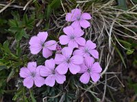 Dianthus microlepis 6, Saxifraga-Harry Jans  Dianthus microlepis