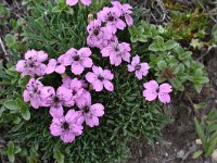 Dianthus microlepis 7, Saxifraga-Harry Jans  Dianthus microlepis