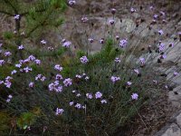 Dianthus moesiacus 2, Saxifraga-Harry Jans  Dianthus moesiacus