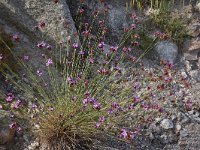 Dianthus moesiacus 3, Saxifraga-Harry Jans  Dianthus moesiacus