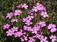Dianthus pavonius 3, Saxifraga-Harry Jans