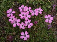 Dianthus pavonius 5, Saxifraga-Harry Jans