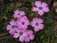Dianthus pavonius 8, Saxifraga-Harry Jans