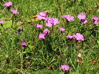 Dianthus seguieri 4, Saxifraga-Hans Grotenhuis