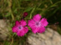 Dianthus seguieri 3, Saxifraga-Dirk Hilbers