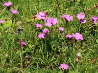 Dianthus seguieri 4, Saxifraga-Hans Grotenhuis
