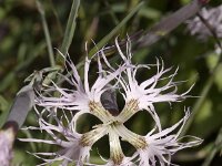 Dianthus superbus 2, Prachtanjer, Saxifraga-Jan van der Straaten