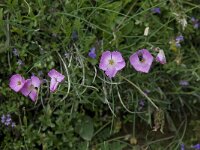 Dianthus sylvestris ssp sylvestris 12, Saxifraga-Willem van Kruijsbergen