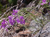 Dianthus sylvestris ssp sylvestris 28, Saxifraga-Luuk Vermeer