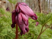 Dicentra formosa 10, Gebroken hartje, Saxifraga-Ed Stikvoort