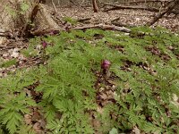 Dicentra formosa 11, Gebroken hartje, Saxifraga-Ed Stikvoort