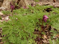 Dicentra formosa 12, Gebroken hartje, Saxifraga-Ed Stikvoort