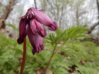 Dicentra formosa 13, Gebroken hartje, Saxifraga-Ed Stikvoort