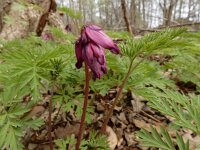 Dicentra formosa 14, Gebroken hartje, Saxifraga-Ed Stikvoort
