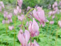 Dicentra formosa 2, Gebroken hartje, Saxifraga-Rutger Barendse