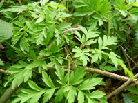 Dicentra formosa 4, Gebroken hartje, Saxifraga-Rutger Barendse