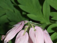 Dicentra formosa 7, Gebroken hartje, Saxifraga-Rutger Barendse