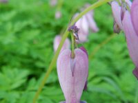 Dicentra formosa 9, Gebroken hartje, Saxifraga-Rutger Barendse