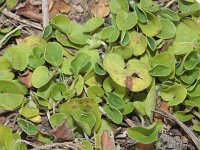 Dichondra micrantha