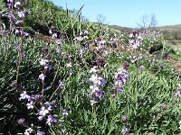 Dichroanthus virescens 2, Saxifraga-Michiel Drok