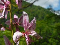 Dictamnus albus 14, Saxifraga-Ed Stikvoort