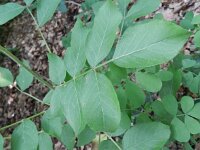 Dictamnus albus 15, Saxifraga-Rutger Barendse