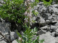 Dictamnus albus 18, Saxifraga-Rutger Barendse