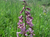 Dictamnus albus 3, Saxifraga-Jan Willem Jongepier