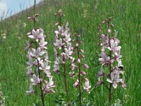 Dictamnus albus 4, Saxifraga-Jan Willem Jongepier