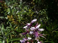 Dictamnus albus 7, Saxifraga-Jasenka Topic