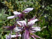 Dictamnus albus 8, Saxifraga-Jasenka Topic