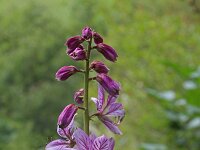 Dictamnus albus 9, Saxifraga-Jeroen Willemsen