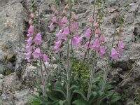Digitalis dubia 5, Saxifraga-Rutger Barendse