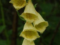 Digitalis grandiflora 18, Grootbloemig vingerhoedskruid, Saxifraga-Harry Jans