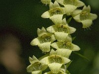 Digitalis grandiflora 6, Grootbloemig vingerhoedskruid, Saxifraga-Willem van Kruijsbergen