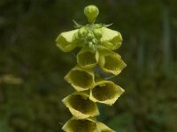 Digitalis grandiflora 9, Grootbloemig vingerhoedskruid, Saxifraga-Willem van Kruijsbergen