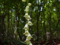 Digitalis lutea 31, Geel vingerhoedskruid, Saxifraga-Ed Stikvoort