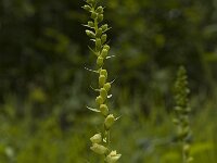 Digitalis lutea 6, Geel vingerhoedskruid, Saxifraga-Marijke Verhagen