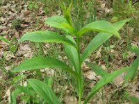 Digitalis lutea 8, Geel vingerhoedskruid, Saxifraga-Rutger Barendse