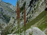 Digitalis parviflora 2, Saxifraga-Ed Stikvoort : Sotres - Bulnes - Poncebos s9900