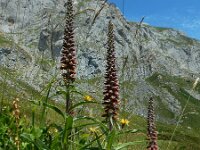 Digitalis parviflora 3, Saxifraga-Ed Stikvoort : Posada de Valdeón - Espinama s9900