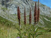Digitalis parviflora 4, Saxifraga-Ed Stikvoort : Posada de Valdeón - Espinama s9900