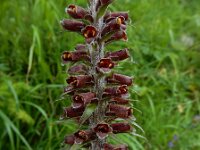 Digitalis parviflora 5, Saxifraga-Ed Stikvoort : Refugio de Aliva - Sotres s9900