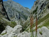 Digitalis parviflora 6, Saxifraga-Ed Stikvoort : Sotres - Bulnes - Poncebos s9900