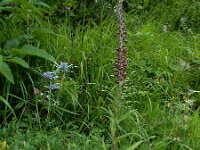 Digitalis parviflora 7, Saxifraga-Ed Stikvoort : Refugio de Aliva - Sotres s9900