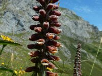 Digitalis parviflora 8, Saxifraga-Ed Stikvoort : Posada de Valdeón - Espinama s9900