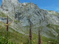 Digitalis parviflora 9, Saxifraga-Ed Stikvoort : Posada de Valdeón - Espinama s9900