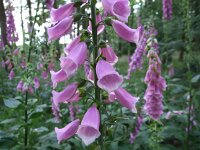 Digitalis purpurea 10, Vingerhoedskruid, Saxifraga-Rudmer Zwerver