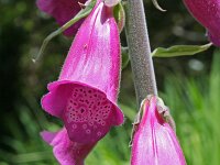 Digitalis purpurea 11, Vingerhoedskruid, Saxifraga-Jeroen Willemsen