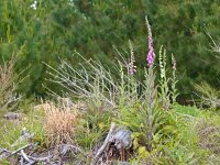 Digitalis purpurea 13, Vingerhoedskruid, Saxifraga-Rudmer Zwerver